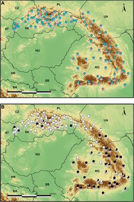 Eunuchs or Females? Causes and Consequences of Gynodioecy on Morphology, Ploidy, and Ecology of Stellaria graminea L. (Caryophyllaceae)